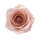 Roses OS